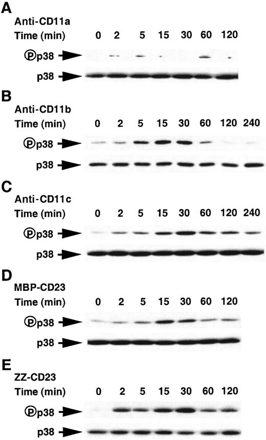 Fig. 9. Time course of stimulation of the phosphorylation of p38/SAPK2 kinase in human monocytes activated by anti-CD11b mAb, anti-CD11c mAb, or sCD23 fusion proteins. / Monocytes (5 × 106 cells) were stimulated as depicted in the legend of Figure 7, ie, anti-CD11a (5 μg/mL), anti-CD11b (5 μg/mL), anti-CD11c (5 μg/mL), MBP-CD23 (1 μg/mL), and ZZ-CD23 (5 μg/mL) in panels A to E, respectively. Cell lysates were analyzed by Western blot using a specific antiphospho-p38 antibody. Western blots were stripped and reprobed with anti-p38 rabbit polyclonal antibody as a loading control. Results are the most representative of 4 distinct experiments.