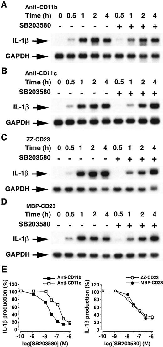 Fig. 10. Effects of SB203580 on the production of IL-1β induced by β2 integrin engagement. / Panels A-D: Northern blot analysis of the effects of SB203580 on the level of pro–IL-1β mRNA. Monocytes were untreated or preincubated for 90 minutes with SB203580 (10 μmol/L) and then stimulated with anti-CD11b (5 μg/mL, A), anti-CD11c (5 μg/mL, B), ZZ-CD23 (1 μg/mL, C), or MBP-CD23 (1 μg/mL, D) for the indicated times. Panel E: Dose-dependent inhibitory effect of SB203580 on the production of IL-1β. Human monocytes (150 × 103 cells per well) were pretreated for 90 minutes with SB203580 at various concentrations and then incubated for an additional 16 hours with anti-CD11b (20 μg/mL), anti-CD11c (5 μg/mL), ZZ-CD23 (2 μg/mL), or MBP-CD23 (1 μg/mL). IL-1β production was determined in total cell lysates by ELISA. Data are means from triplicates of 1 experiment representative of 2 others (in each condition the SD was less than 10%).