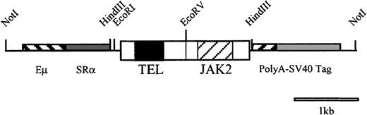 Fig. 1. Schematic representation of HA-TEL-JAK2 transgene. / The HA-TEL-JAK2 cDNA13 was inserted 3′ of the Eμ/SRα enhancer/promoter (thick hatched and dark boxes), which allows high-level specific expression in lymphoid cells but only low to undetectable expression in nonlymphoid tissues.27 The 3′ end of the transgene contains the rabbit globin poly(A) addition site. The self-association domain of TEL is represented by a black box. The JH1 domain (catalytic domain) of JAK2 is represented by a thin hatched box.