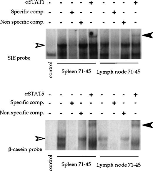 Fig. 6. TEL-JAK2 leukemic cells express activated STAT1 and STAT5. / Electrophoretic mobility shift assays were carried out with either the m67SIE probe (upper panel) or the β casein probe (lower panel) and whole-cell extracts from the spleen and lymph nodes of a diseased transgenic animal (71-45) or from a control spleen. Positions of the STAT/DNA complexes are indicated by open arrowheads. Specific and nonspecific competitors were added as indicated. For supershift experiments, anti-STAT1 or anti-STAT5 antibodies were added as indicated. Supershifted complexes are indicated by black arrowheads.