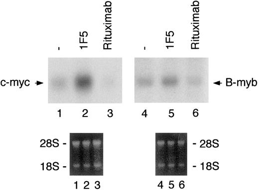Fig. 4. Rituximab does not activate B cells. / Resting tonsillar B cells were stimulated with 2 μg/mL rituximab or 1F5 anti-CD20 antibodies. Total RNA was extracted at 3 hours (c-myc, lanes 1-3) or 48 hours (B-myb, lanes 4-6) and analyzed for expression of the indicated mRNA by Northern blot. The photograph of the ethidium bromide stained blots is shown below to demonstrate that all lanes contained equivalent quantities of RNA.