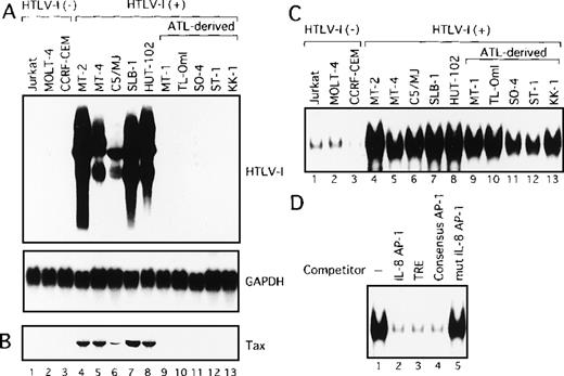 Fig. 1. HTLV-I-infected T-cell lines. / (A) Determination of HTLV-I mRNA expression by Northern blot analysis in HTLV-I-infected T-cell lines. GAPDH expression was used as a control. Predominant 2.1, 4.2, and 8.5 kb viral mRNA species were detected in MT-2, MT-4, C5/MJ, SLB-1, and HUT-102 cell lines (lanes 4-8). (B) Expression of Tax protein in HTLV-I-infected T-cell lines determined by Western blotting using the monoclonal antibody, Lt-4. (C) Increased AP-1 binding activity in HTLV-I-infected T-cell lines. Labeled IL-8 AP-1 oligonucleotide was incubated with nuclear extracts of T-cell lines and the mixture was separated by polyacrylamide gel. Jurkat, MOLT-4, and CCRF-CEM are HTLV-I-negative cells and the remaining cell lines are HTLV-I infected. (D) Sequence specificity of AP-1 binding activity in ATL-derived cell line, MT-1. The binding reaction was carried out in the presence of 100 ng of the indicated cold oligonucleotides as competitors.