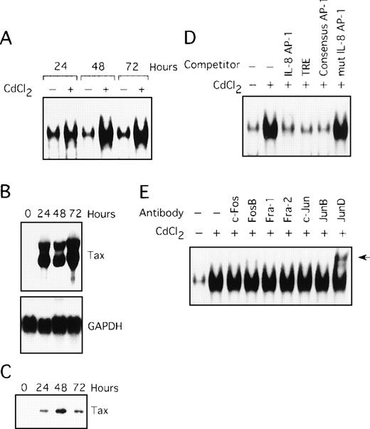 Fig. 3. Tax induces AP-1 binding activity, involving JunD. / (A) Nuclear extracts isolated from JPX-9 cells, treated with CdCl2 (20 μmol/L) for the indicated time periods, were subjected to EMSA. (B) Northern blot analysis for expression of Tax mRNA in JPX-9 cells treated with CdCl2. (C) Western blot analysis for expression of Tax protein in JPX-9 cells treated with CdCl2. (D) Nuclear extracts from JPX-9 cells treated with CdCl2 for 48 hours were mixed with the labeled IL-8 AP-1 probe in the absence or presence of 100 ng of the cold competitor, indicated on top of each lane. (E) JPX-9 nuclear extracts obtained after 48 hours of CdCl2 treatment were incubated with the indicated antibodies, before addition of the labeled IL-8 AP-1 probe, and analyzed by EMSA. A supershift band was observed on addition of antisera against JunD (arrow).