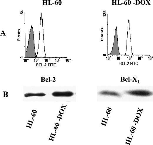 Fig. 1. Bcl-2 expression in HL-60 and HL-60-DOX cells. / (A) Flow cytometry shows that HL-60-DOX cells have a significantly higher Bcl-2 expression than HL-60 cells (P = .02). (B) HL-60-DOX and HL-60 cell lysates were Western blotted and probed with Bcl-2 and Bcl-XL polyclonal antibodies. Loading of lanes was controlled with actin, demonstrating that equivalent amounts of protein were blotted (results not shown). Antimouse peroxidase and enhanced chemiluminiscence were used to detect immunoreactive bands.