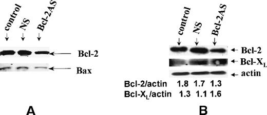 Fig. 3. Expression of Bcl-2 in HL-60 cells. / (A) Bcl-2 expression of HL-60 cells after treatment with 8 μmol/L of Bcl-2-AS for 5 days. Although the level of Bax expression is unchanged, Bcl-2 is decreased in cells treated with Bcl-2-AS. (B) Expression of Bcl-2 and Bcl-XL in HL-60-DOX cells by Western blot analysis. Ratios to actin shown were obtained by densitometry.