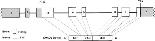 Fig. 1. Organization of the human SMAD5 gene. / The boxes represent exons, and the lines denote introns. Filled boxes with jagged lines represent the partial 5′ and 3′ UTR. The SMAD5 coding region resides between the ATG start codon at exon 3 and the TAA stop codon at exon 8. The sizes of the exons are as follows: exon 3, 574 bp; exon 4, 252 bp; exon 5, 120 bp; exon 6, 222 bp; and exon 7, 257 bp. The sizes of the introns are: intron 3, 6.5 kb; intron 4, 2.1 kb; intron 5, 8.0 kb; intron 6, 1.5 kb; and intron 7, 2.5 kb. The exons corresponding to the MH1, linker, and MH2 domains are noted.