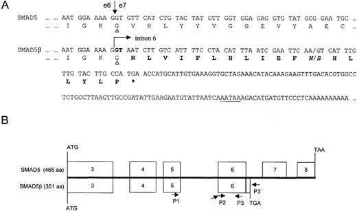 Fig. 2. Alternative splice forms of SMAD5. / (A) SMAD5 and SMAD5β diverge at the junction of exon 6. Arrows denote the exon 6/exon 7 junction of SMAD5 or the exon6/intron 6 junction of SMAD5β. The 5′ splice site (GT) is given in bold. SMAD5β is transcribed through exon 6 and part of intron 6 to terminate at an alternative poly-A site, which is underlined. The novel 18 amino acids are given in bold. Note that codon 334, indicated with triangles, is a glycine (Gly) in both isoforms. The common nucleotide polymorphism and the corresponding amino acid polymorphism are italicized. (B) Comparison of the open reading frames (ORFs) of both isoforms. Schematic depicts the full-length ORFs of SMAD5 (top), which encode 465 amino acids, and the C-terminally truncated splice form SMAD5β (bottom), which encodes 351 amino acids. Both proteins are translated using the same start site and have an identical amino acid sequence through the end of exon 6 (333 amino acids).