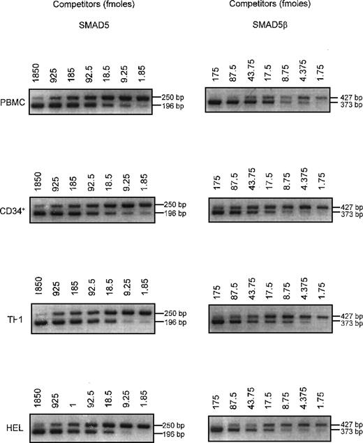 Fig. 4. Differential expression of SMAD5β in PBMC, CD34+, TF1, and HEL cells. / Competitor plasmids, which would yield smaller products from the same primer pair, were constructed. Serial dilutions of either the SMAD5 or SMAD5β competitor were coamplified with cDNAs from PBMCs and CD34+, TF1, and HEL cells. The positions of primers P1, P2, P3, and P3′ are indicated in Figure 2B. The 250-bp and 427-bp bands correspond to the native SMAD5 andSMAD5β, respectively, and the 196-bp and 373-bp bands correspond to the competitor templates. PCR products were resolved in 2% agarose gel and stained with ethidium bromide. The photographs were reversed to give a negative version.