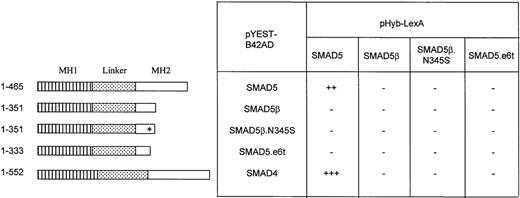 Fig. 5. SMAD5β does not heterodimerize or homodimerize. / The protein interactions of SMADs were assayed by the yeast 2-hybrid system. Various SMAD forms were expressed in frame with the LexA DNA binding domain in the pHyb-LexA plasmid (bait): the full-length forms, SMAD4, SMAD5, and SMAD5β; the polymorphic form SMAD5β.N345S; and a truncated form, SMAD5.e6t. Each SMAD was also expressed in frame with the transcription activation domain B42 in the pYEST-B42AD plasmid (prey). Transformants were tested for protein interactions using the β-galactosidase filter assay. The intensity of β-galactosidase was scored based on the intensity of the blue color, ranging from no color (−) to strongly positive (+++).