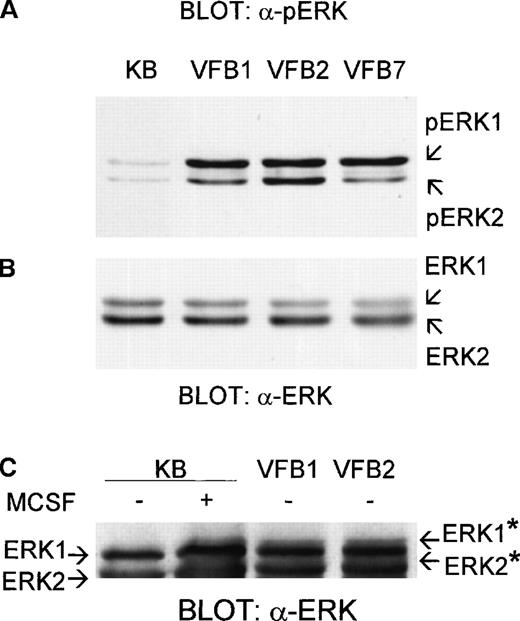 Fig. 1. Constitutive phosphorylation of ERK1 and ERK2 in v-fes–overexpressing macrophages. / VFB or KB cells were incubated for 16 to 18 hours in DMEM supplemented with 10% FBS and lysed. Equal amounts of proteins were separated by SDS-PAGE in a 12.5% gel and immunoblotted with polyclonal α-pERK antibody (A) or, after stripping, α-ERK antibody (B) or in a 15% gel and immunoblotted with α-ERK antibody (C). Arrows indicate the positions of ERK, pERK, or ERK* (migration-retarded ERK) bands.