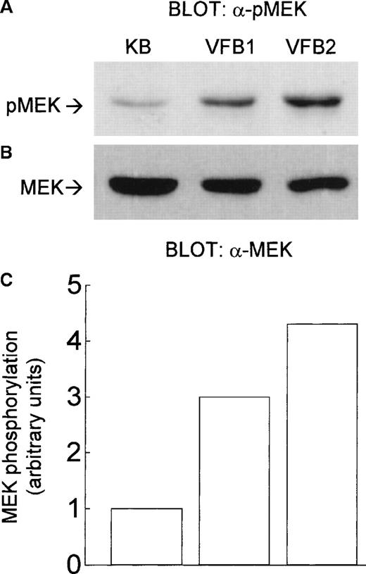 Fig. 2. Constitutive phosphorylation of MEK in v-fes–overexpressing macrophages. / VFB or KB cells were incubated for 16 to 18 hours in DMEM supplemented with 10% FBS and lysed. Equal amounts of proteins were separated by SDS-PAGE in a 12.5% gel and immunoblotted with α-pMEK1/2 antibody (A) or, after stripping, with α-MEK antibody (B). The graph in C represents the -fold increase of MEK phosphorylation/activity in VFB with respect to KB cells, as determined by band densitometry (arbitrary units, MEK phosphorylation of KB cells being assumed = 1); values referring to MEK phosphorylation (A) were normalized on the basis of those of MEK expression (B).
