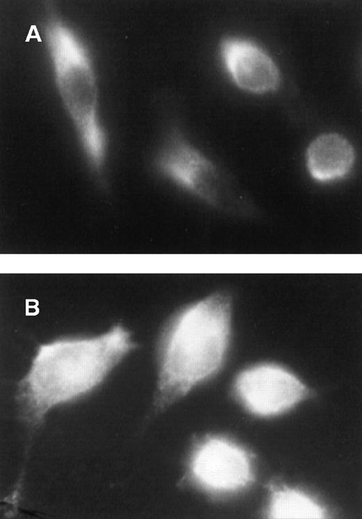 Fig. 3. Constitutive nuclear localization of ERK in v-fes–overexpressing macrophages. / KB (A) or VFB (B) cells were incubated for 16 to 18 hours in DMEM supplemented with 10% FBS and immunostained with α-ERK rabbit antibody, followed by Cy3-conjugated α-rabbit antibody.