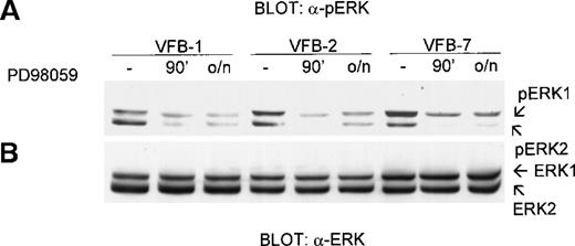Fig. 5. Effect of PD98059 on ERK phosphorylation in v-fes–overexpressing macrophages. / VFB cells were incubated for 16 to 18 hours in DMEM supplemented with 10% FBS and treated or not for 30 minutes or overnight (o/n) with 30-μmol/L PD98059. Equal amounts of cell lysates were separated by SDS-PAGE in a 12.5% gel and immunoblotted with polyclonal α-pERK antibody (A) or, after stripping, α-ERK antibody (B).