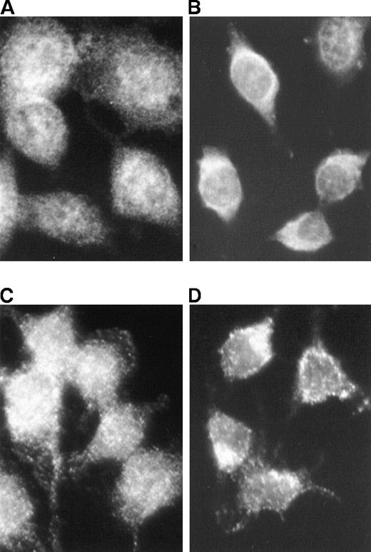 Fig. 6. Effect of PD98059 on ERK and pERK localization in v-fes–overexpressing macrophages. / VFB cells were incubated for 16 to 18 hours in DMEM supplemented with 10% FBS and treated (B, D) or not (A, C) for 90 minutes with 30-μmol/L PD98059. Immunostaining was performed with α-ERK (A, B) or polyclonal α-pERK rabbit antibody (C, D), followed by Cy3-conjugated α-rabbit antibody.