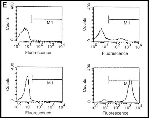 Fig. 1. Expression of MET receptor in peripheral blood mononuclear cells (PBMNC). / Immunocytologic detection of MET receptor in PBMNC (A) and monocytes (C) derived from a healthy donor by using a rabbit polyclonal MET antibody. The specificity of the signal was demonstrated by control experiments for PBMNC (B) and monocytes (D) using the MET antibody after preabsorption with a specific binding peptide. (E) Determination of monocyte concentrations by fluorescence-activated cell-sorter analysis using fluorescein isothiocyanate–labeled anti-CD14 (right) antibodies in the PBMNC fraction (above) and the negatively selected monocyte fraction (below). The respective unstained cell fractions are shown on the right side. The calculation resulted in a purity of the monocytic fraction of greater than 90%.