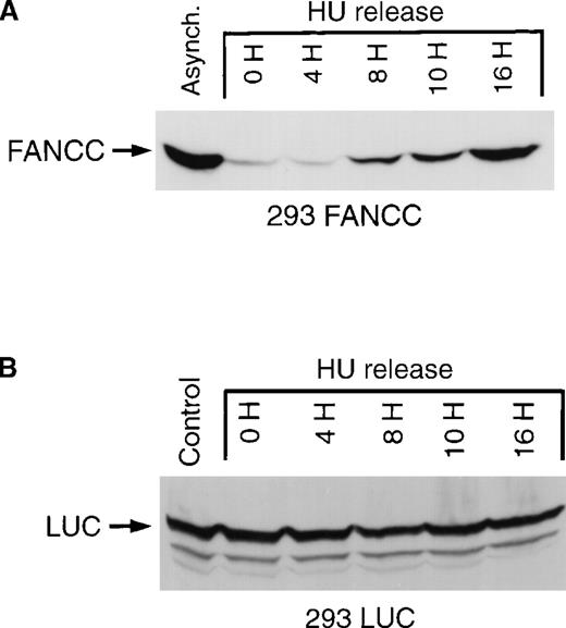 Fig. 3. Cell cycle–dependent regulation of exogenous FANCC but not exogenous luciferase expression. / (A) 293 FANCC E2 cells were treated with 1.3 mmol/L HU for 24 hours to synchronize cells at the G1/S boundary. Cells were then washed twice and fed with complete growth medium. Whole-cell lysates were prepared at the indicated times after release. A whole-cell extract was also prepared from a culture of asynchronous FANCC E2 cells (Control). The whole-cell extracts were subjected to Western blotting and probed using a murine anti-FANCC antibody (3A11). Identical results were obtained using a second monoclonal antibody (8F3; data not shown). Cell cycle kinetics in these experiments was identical to that shown in Figure 2B. (B) Whole-cell extracts of 293 LUC cells were prepared under similar experimental conditions. Extracts were analyzed for luciferase expression by Western blotting and probing with a rabbit anti-luciferase antiserum. The top band is a luciferase-specific band (LUC) detected only in 293 LUC cells and not in 293 WT, 293 NEO, 293 FANCC, or 293 L554P cells (data not shown). The lower 2 bands are nonspecific and are seen in 293 WT and derivative cells.