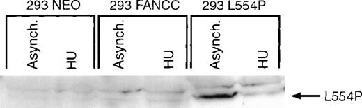 Fig. 4. Expression of a patient-derived mutant form of FANCC (L554P) is regulated identically to the wild-type isoform. / 293 NEO, 293 FANCC, or 293 L554P cells were grown in the presence (HU 24H) or absence (Asynch.) of 1.3 mmol/L HU for 24 hours. Whole-cell extracts were prepared and analyzed by Western blotting using a monoclonal antibody specific for the L554P FANCC isoform (13F5). The L554P isoform is recognized in asynchronous 293 L554P cells, but no endogenous (293 NEO) or exogenous (293 FANCC) wild-type FANCC is detected using this antibody. Synchronization with HU markedly decreases expression of the mutant isoform in 293 L554P cells.