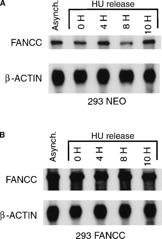 Fig. 5. FANCC mRNA expression is constant during cell cycle progression. / (A) 293 NEO cells were synchronized with HU and released from the G1/S boundary as described above. Total cytoplasmic RNA was prepared from synchronized cells or from a culture of asynchronous 293 NEO cells (Asynch.). Endogenous FANCC and β-actin mRNA were analyzed by ribonuclease protection assay. A representative experiment is shown. (B) Identical experiments were performed using 293 FANCC E2 cells. Total FANCC (endogenous plus exogenous) and β-actin mRNA were analyzed by ribonuclease protection assay. A representative experiment is shown. Exposure times were identical for membranes depicted in A and B to demonstrate that 293 FANCC cells express more FANCC mRNA than 293 NEO cells.