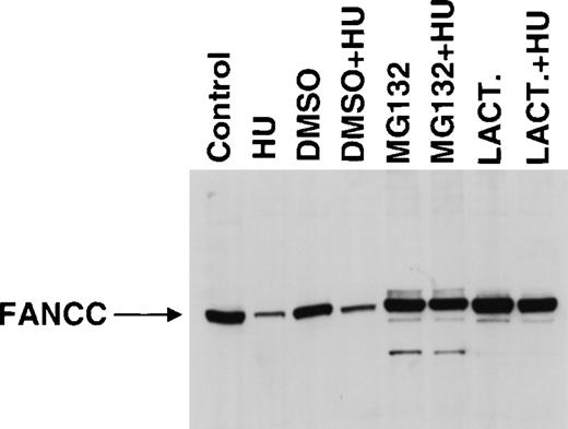 Fig. 6. Proteasome inhibitors increase FANCC expression. / 293 FANCC E2 cells were treated with media only (Control) or media supplemented with vehicle alone (DMSO), 20 μm MG132 (MG132), or 10 μmol/L lactacystin (LACT.) for 24 hours in the presence or absence of 1.3 mmol/L HU. Whole-cell extracts were analyzed for FANCC expression by Western blotting and probing with monoclonal anti-FANCC antibody (8F3). Ten percent of the cells from each experimental condition were analyzed for DNA content by flow cytometry (Table 1). Arrow indicates full-length FANCC. The apparent increase in size of full-length FANCC in inhibitor-treated cells is an artifact of this particular gel (see also Figure 7).