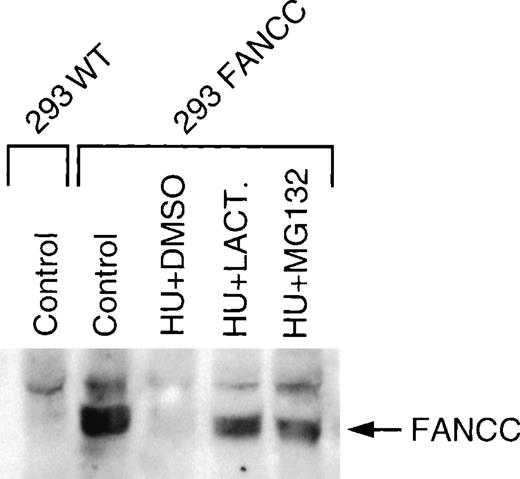 Fig. 7. Proteasome inhibitors MG132 and lactacystin increase FANCC expression in cells synchronized at the G1/S boundary. / 293 FANC E2 cells were treated for 24 hours with complete growth medium (Control) or 1.3 mmol/L HU (HU). HU-synchronized cells were treated with vehicle only (DMSO), 20 μmol/L MG132 (MG132), or 20 μmol/L lactacystin (LACT.) for an additional 6 hours. Whole-cell extracts were analyzed for FANCC expression by Western blotting and probing with a monoclonal anti-FANCC antibody (8F3).