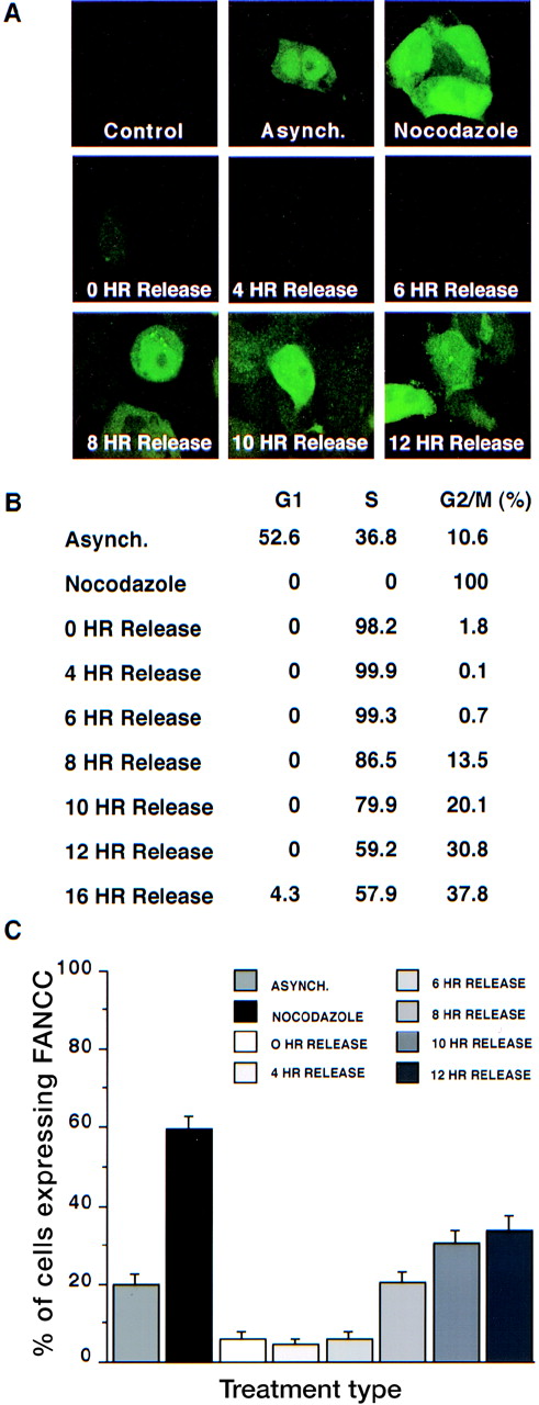 Fig. 2. Cell cycle–dependent regulation of FANCC expression. / 293 FANCC E2 cells were synchronized with hydroxyurea for 24 hours and then washed twice and cultured in complete growth medium. Cells were fixed and permeabilized at different time points after release (0 hours, 4 hours, 6 hours, 8 hours, 10 hours, and 12 hours). An asynchronous population of 293 FANCC E2 cells (Asynch.) and 293 Neo cells were also analyzed (Control). Cells were treated with nocodazole for 24 hours to induce M-phase arrest. (A) IFA of cells using monoclonal anti-FANCC antibody. No FANCC staining is detectable in 293 Neo (control cells). FANCC expression is lowest in cells at the time of or immediately after release from hydroxyurea synchronization. Highest FANCC expression is seen in cells 10 to 12 hours after HU release or in cells arrested in the M-phase by nocodazole. (B) Cell cycle distribution of cells shown in panel A. (C) Summary statistics. 200 cells in each condition were scored as negative or positive for FANCC expression. Bars depict mean ± SEM.