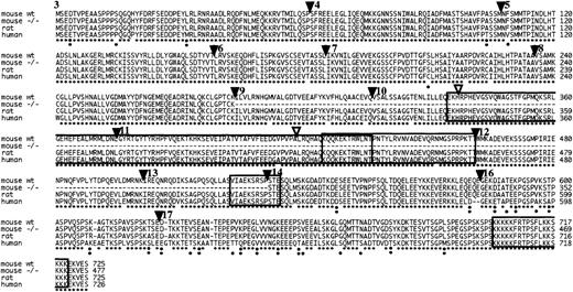 Fig. 1. Comparison of mouse, rat, and human amino acid sequences. / Alignment of amino acid sequences of mouse, rat, and human β-adducin (β-Add97 form). The putative Δ9-13 β-adducin gene product generated from β-adducin −/− mice is indicated as “mouse −/−.” Filled triangles and numbering indicate the represented exons according to Gilligan et al.7 White triangles in exons 10 and 11 indicate the end of the β-adducin head domain (aa 1-338) and the beginning of the tail region (aa 419-726), respectively. The neck region (aa 339-418) is located in between the white triangles. The boxes indicate the different functional domains: oligomerization domain (aa 335-436, 99% identity),15calmodulin-binding domain (aa 425-461, 97.2% identity),27PKA phosphorylation region (aa 523-534, 100% identity),13and calmodulin-binding domain (MARCKS domain, aa 705-721, 100% identity).212 Asterisks indicate identical residues, whereas 2 dots indicate conservative substitutions. Aa sequences have an overall 90.0% identity and 94.8% similarity.