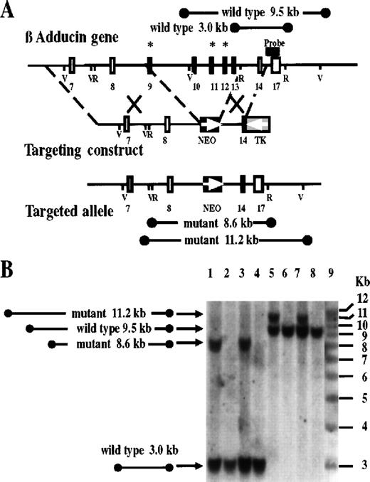 Fig. 2. Targeted disruption of the mouse β-adducin gene. / (A) Partial restriction map of a portion of the mouse β-adducin locus with the targeting construct and the resulting targeted allele shown below. Numbered boxes represent exons according to the numbering in humans.7 Asterisks indicate exons containing acceptor splicing sites used in β-adducin alternative splicing. The β-Add63 isoform is generated by unprocessing of the intron located downstream of exon 13.4 The NeoR cassette (NEO) and the thymidine kinase gene (TK) are marked. EcoRI (R) and EcoRV (V) restriction sites are indicated. An 800-bp 3′ flanking fragment (black bar over exon 17) was used as the Southern blot hybridization probe. The expected bands for EcoRI and EcoRV cuts are indicated. (B) DNA of G418 resistant clones was cut with EcoRI (lanes 1-4) or EcoRV (lanes 5-8) and analyzed by Southern blot. Homologous recombination occurred in 2 clones (lanes 1 and 3; and 5 and 7) as indicated by the presence of both wild-type and targeted alleles.