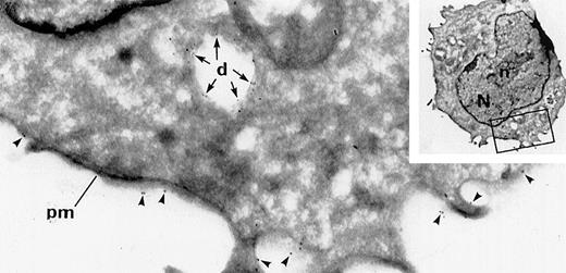 Fig. 1. Detection of dense granules in immature MKs at day 8 of culture by double labeling for GPIb and granulophysin. / Arrowheads indicate GPIb (15-nm gold particles), and arrows indicate granulophysin (10-nm gold particles). This immature MK, seen on a frozen thin section, displays a nucleus (N) with abundant euchromatin and a prominent nucleolus (n) and appears morphologically undifferentiated. It can only be identified by GPIb-specific expression on its plasma membrane (pm). Granulophysin labels the membrane of vacuolar structures, which can be identified as dense granules (d) because of the presence of this specific marker (original magnification ×41 800; inset, ×3920).