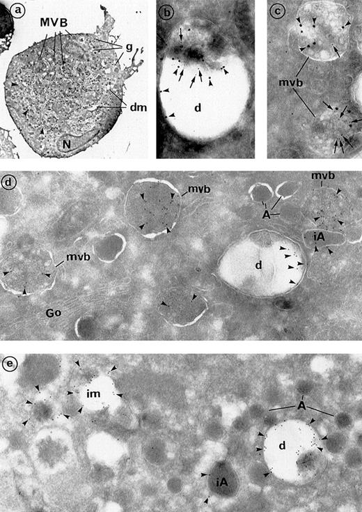 Fig. 2. Frozen sections of maturing MKs, immunolabeled for the detection of dense granule components. / (A) Frozen culture MKs can be identified by their large size, indented nucleus (N), numerous secretory granules (g), and prominent demarcation membrane system (dm). Numerous organelles (about 40), which were identified as MVBs by electron microscopy at a higher magnification, are present in this section. Arrowheads indicate dense granules (at least 5), which were morphologically identifiable (original magnification ×2640). (B, C) Double labeling for the 2 dense granule markers is depicted. Arrowheads indicate granulophysin (20-nm gold particles), and arrows indicate serotonin (10-nm gold particles). (B) Serotonin is detected within the (C) MVBs and (D) dense granules. Both structures are also labeled for granulophysin (original magnification ×49 450). (D, E) Simple immunogold labeling for granulophysin. (D) Granulophysin (arrowheads) labels the dense granule limiting membranes (d), which appear like vacuolar structures that represent 17% of total labeling. Internal vesicles of MVBs represented 80% of the total labeling. Minimal labeling (approximately 3%) was associated with immature α-granules of large size and odd shape (iA), whereas mature α-granules (A) were deprived of labeling. Go indicates the Golgi complex (original magnification ×46 300). (E) Granulophysin in mature MKs is mainly found within the dense granules (d). Labeling is also present on some intermediate MVBs (im), which have lost part of their vesicles and have an ultrastructure similar to that of dense granules (original magnification ×46 300).