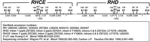 Fig. 2. RHCE-RHD gene organization. / Organization of exons (E) and introns of RHCE and RHDis shown. Exon sizes are indicated above the line as number of nucleotides, and intron sizes are indicated below the line. A c-specific short tandem repeat (STR) is located in intron 2 ofRHCE and another in intron 6 of RHD. The information used to compile this figure came from the database accession numbers given in the figure.