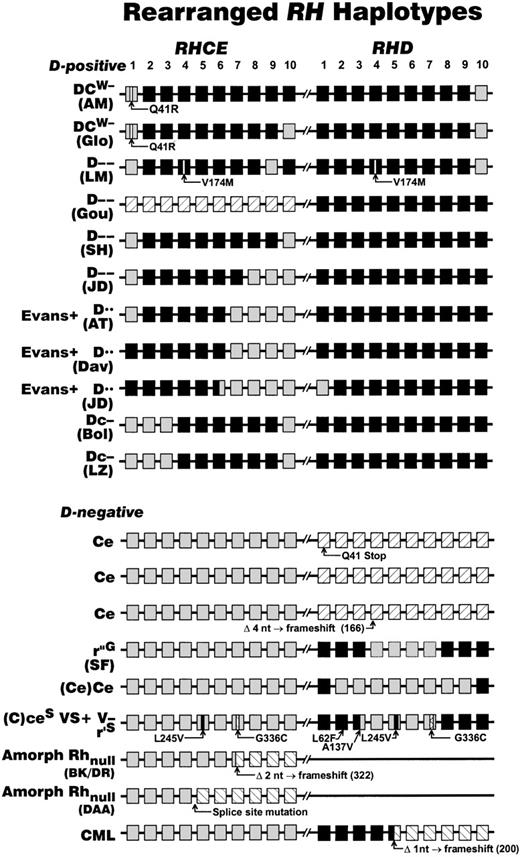 Fig. 3. Rearrangements at the Rh locus giving rise to D-negative and Rh deletion haplotypes. / The structures of the RH locus (located at 1p34-36) that has been defined in various D-negative phenotypes and rare Rh antigen deletion phenotypes are depicted. Each RH gene is represented as 10 boxes, each box representing an exon, where RHCE is shown as gray, RHD as black. Crosshatched boxes depict silent RHDalleles (eg, RHD Q41 X ). The positions of microinsertions or deletions of DNA that cause or are indicative of D-negative phenotypes are shown as triangles. Because exon 8 ofRHCE and RHD are of identical sequence and their origins are not possible to define, they are shaded according to the gene loci position. The significance of these rearrangements, and their impact in particular on molecular genotyping, is discussed within the text. Sources for the information in this figure: DCW − (AM)184; DCW − (Glo)185; D−− (LM)186; D−− (Gou)186; D−− (SH)72; D−− and Evans+ D•• (JD)187; Evans+ D•• (AT)69; Evans+ D•• (Dav)186; Dc− (Bol)186; Dc− (LZ)188; Ce7074149; r”G(SF)105140; (Ce)Ce184; (C)ceS VS+ (Donor 1077) V−r'S 29;98;104; Amorph Rhnull (BK/DR)176189; Amorph Rhnull (DAA)177; CML.179