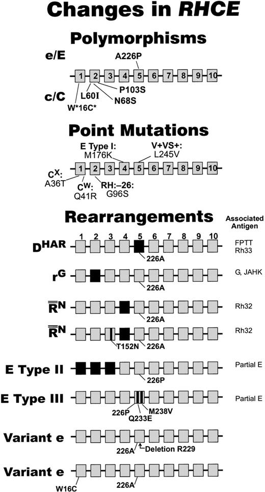 Fig. 6. Changes in RHCE. / Amino acids encoded by RHCE are shown by gray boxes, and those encoded by exons from RHD are shown by black boxes. The amino acids associated with E/e and C/c antigens2893 are shown at the top, and single amino acid changes associated with variant forms of RhCE are shown in the middle. The bottom portion of the figure shows rearrangements of the RHCE and associated antigens. Polymorphism that does not have a 100% correlation with expression of c and C antigens. The information depicted in this figure was obtained from the following sources: Point Mutations359899104185206; Rearrangements DHAR 207; rG208;R¯¯N90; E Cat II and III185; and Variant e100101.