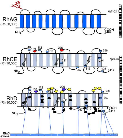 Fig. 1. Model of topology for RhAG, RhCE, and RhD. / RhAG (Mr 50 000) consists of 409 amino acids and is encoded by RHAG on chromosome 6p11-p21.1. RhCE and RhD (Mr 30 000) are predicted to have a similar topology and are encoded by RHCE and RHD, which are adjacent on chromosome 1p34-p36. The domain of the RhD protein encoded by each exon is depicted by numbered boxes, which represent the start and finish of each exon. Of the D-specific amino acids, 8 are on the exofacial surface (yellow ovals), and 24 are predicted to reside in the transmembrane and cytoplasmic domains (black ovals). Red ovals represent amino acids that are critical for C/c (Ser103Pro) and E/e (Pro226Ala) antigens; purple ovals represent Ser103 and Ala226 on RhD. The zigzag lines represent the Cys-Leu-Pro motifs that are probably involved in the palmitoylation sites. The N-glycan on the first loop of RhAG is indicated by the branched structure of red circles.