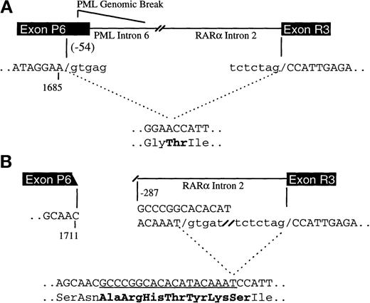 Fig. 2. Proposed mechanisms of PML exon 6 truncations in V-form APL. / In (A), represented by cases C902, E003, E011, and E801, the PML exon 6 fusion site is 54 bp 5′ of the normal PML exon 6/intron 6 boundary (at nucleotide 1685), but the PML genomic breakpoint is 3′ of nucleotide 1685, either in the distal region of PML exon 6 or in intron 6. The loss of 54 nucleotides from exon 6 occurs as a result of an aberrant splicing event. The cryptic 5′ splice donor site (gtgag) is shown. Only the relevant PML and RARα exons are shown for clarity. In (B), the molecular events responsible for case S386 are diagrammed. The PML genomic break is in exon 6 at nucleotide 1711, and the RARα break is in intron 2 at bp –287 relative to the exon 3 boundary. The processed mRNA contains a 19-nucleotide insertion from RARα intron 2 (underlined) that results from use of a cryptic 5′ splice donor site (gtgat) 19 bp downstream from the breaksite. Genomic sequence that is spliced out is shown in lowercase type. Six novel amino acids and a new junctional amino acid (Ser) are incorporated in the final PML-RARα protein and are shown in bold.