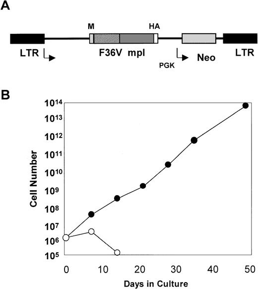 Fig. 1. The MFM vector can mediate a dramatic expansion of mouse bone marrow cells in the presence of AP1903. / (A) MFM is an MSCV-based retroviral vector. The gene encoding the F36Vmpl fusion protein is transcribed from the long terminal repeat (LTR). The neo gene is transcribed from the phosphoglyceate kinase (PGK) promoter. In Figure 1A, M indicates myristylation domain; HA, epitope tag from influenza hemagglutinin; F36V, the CID-binding domain; and mpl, the intracellular signaling domain of murine mpl. (B) Mouse bone marrow was transduced with the MFM vector and then incubated in the absence (○) or presence (•) of AP1903 (100 nmol/L). The transduced mouse bone marrow cells cultured in the absence of AP1903 died over a 2-week period, while the cells cultured in the presence of AP1903 exhibited a dramatic expansion, similar to our previously published results using FK1012.10