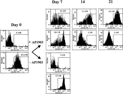 Fig. 4. Cells expanded in the presence of AP1903 are predominately erythroid. / CD34-selected cord blood cells were transduced with the MFM vector and incubated in the presence or absence of AP1903. On the days indicated, aliquots of cells were removed from the suspension culture and tested by flow cytometry for binding of antibodies directed against glycophorin A and CD33. The cells incubated without the drug died following day 7 and were therefore not available for analysis.