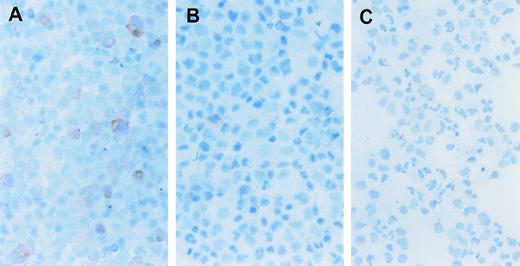 Fig. 6. CD34+ cord blood cells transduced with the MFM vector and expanded with AP1903 express the F36Vmpl transgene. Immunohistochemical staining was performed to identify cells that contain the HA epitope as part of the F36Vmpl transgene. (See “Materials and Methods” for a complete description of the method.) Cord blood cells were transduced with the MFM vector and then incubated in the presence (A) or absence (B) of AP1903 for 14 days prior to staining for the HA epitope. Panel C shows mock transduced cells incubated for 14 days and then stained for the presence of the HA epitope.