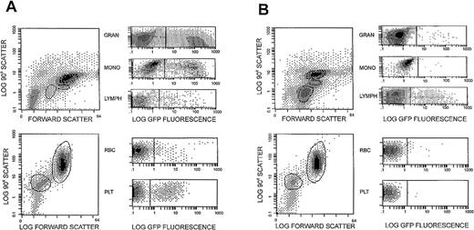 Fig. 1. EGFP expression in circulating leukocyte populations. / Flow cytometric analysis was performed on the circulating leukocytes of a transplanted animal (95E041) at 2 weeks (A) and 10 weeks (B) following transduction and reinfusion of autologous immunoselected CD34+ cells. The immunoselected CD34+ cells were transduced using treated nontissue culture plates and maintained in MGirL22Y-Pre vector containing media supplemented with 300 ng/mL SCF, 300 ng/mL flt-3, and 50 ng/mL IL-6. The circulating leukocyte populations were gated, as shown, into lymphocyte, monocyte, and granulocyte populations based on their forward and 90°C light scatter properties and evaluated for EGFP expression.