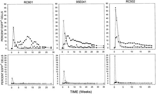 Fig. 2. Time course evaluation of EGFP expression in peripheral blood cells. / In the upper panels, the percentage of circulating lymphocytes (•), monocytes (▾), and granulocytes (○) expressing EGFP was evaluated over a course of 35 weeks in animals RC601, 95E041, and RC502 receiving cells transduced with MGirL22Y-Pre vector containing, on treated 6-well plates, media supplemented with SCF, 300 ng/mL; flt-3, 300 ng/mL; and IL-6, 50 ng/mL. The lower panels show comparative analysis of EGFP expression in platelets (□) and red blood cells (▪) over time.