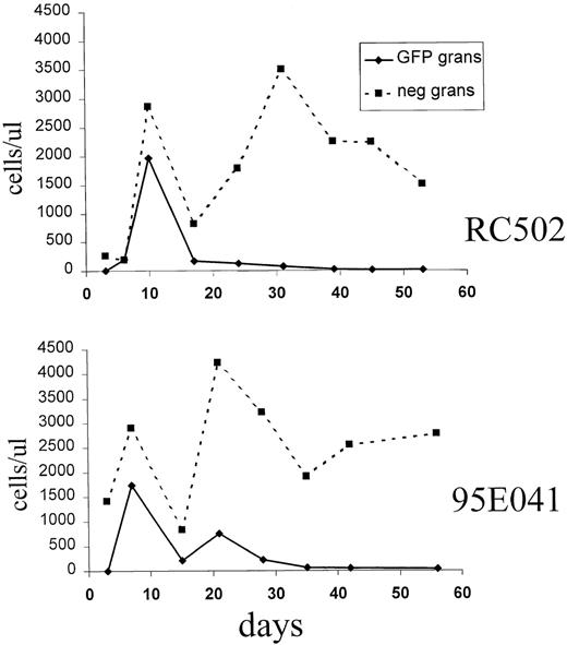 Fig. 3. Absolute number of EGFP+ and EGFP− granulocytes in the early posttransplant period. / The absolute number of EGFP+ granulocytes (solid line) and EGFP− granulocytes (dashed line) is shown for animals 95E041 and RC502. The time after transplant is shown in days on the x-axis.