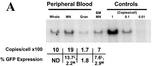 Fig. 5. Southern blot analysis. / (A) Circulating leukocytes from animal 94E041 were collected from whole blood at 6 weeks and fractionated into mononuclear (MN) and granulocyte (Gran) fractions using a density centrifugation as previously described. Similarly bone marrow MN cells were also isolated at the same time point. Quantitative Southern blot analysis was performed on the isolated DNA, and the calculated copy number is shown and compared to the proportion of transduced cells as determined by flow cytometric analysis. The flow data are shown for EGFP-expressing lymphocytes (L), monocytes (M), and granulocytes (Gran). (B) Southern blot analysis of DNA obtained from PBMN cells in the 3 high-dose animals. The sample was obtained at the indicated number of weeks after transplant. Also shown is the single copy fibroblast control (Pos.) and DNA from an untransplanted animal (Neg.).