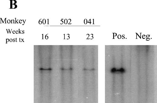 Fig. 5. Southern blot analysis. / (A) Circulating leukocytes from animal 94E041 were collected from whole blood at 6 weeks and fractionated into mononuclear (MN) and granulocyte (Gran) fractions using a density centrifugation as previously described. Similarly bone marrow MN cells were also isolated at the same time point. Quantitative Southern blot analysis was performed on the isolated DNA, and the calculated copy number is shown and compared to the proportion of transduced cells as determined by flow cytometric analysis. The flow data are shown for EGFP-expressing lymphocytes (L), monocytes (M), and granulocytes (Gran). (B) Southern blot analysis of DNA obtained from PBMN cells in the 3 high-dose animals. The sample was obtained at the indicated number of weeks after transplant. Also shown is the single copy fibroblast control (Pos.) and DNA from an untransplanted animal (Neg.).