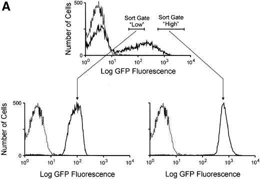 Fig. 6. Resistance to trimetrexate in transduced CD34+ cells expressing high or low amounts of EGFP. / (A) Sorting based on EGFP expression. Peripheral blood CD34+ cells were transduced with the MGirL22Y-Pre vector and sorted based on mean EGFP. Based on EGFP expression levels, 2 populations were isolated and defined as EGFP-high and EGFP-low based. The top panel shows the sorting gates used on the bulk transduced population, and the lower panels show the reanalysis for EGFP expression in the 2 sorted populations. Note the relationship between the mean expression in these 2 sorted populations and the mean EGFP expression seen in granulocytes and lymphocytes (Figure 1). (B) Trimetrexate resistance in CFU-C derived from sorted cells. Myeloid colony survival is shown in cultures containing increasing concentrations of trimetrexate. Survival curves were generated for mock-transduced cells (♦, short-dashed line), sorted EGFP high cells (▪, long-dashed line), and EGFP low cells (▴, solid line). Colony survival was calculated as the % CFU-C on drug-containing plates relative to drug-free plates. The total number of myeloid colonies was scored after 10 days of growth.