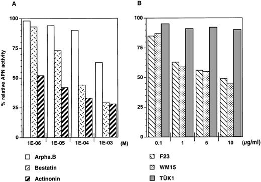 Fig. 2. Assay of membrane APN activity of cultured cells. / (A) Determination of APN activity of cells incubated for 6 hours with peptidase inhibitors arphamenine B (Arpha.B), bestatin, or actinonin. (B) Determination of APN activity of cells incubated for 6 hours with CD13 mAb F23, WM15, or TÜK1. Data, from 1 experiment out of 4 (A) or 3 (B), are presented as percentages of the APN activity (405 nm absorbance) of peptidase inhibitor- or mAb-treated cells relative to control cells incubated without inhibitor or mAb.