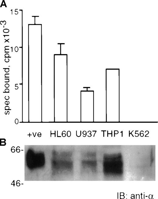 Fig. 1. The soluble GM-CSF receptor is produced by human leukemic cell lines. / Equal volumes of supernatant conditioned by the cell lines as shown were applied to a GM-CSF ligand affinity column and eluted fractions were pooled, dialyzed against distilled H20, lyophilized, resuspended in 500 μL PBS and studied as described. Shown are representative results of n = 3 separate preparations. The starting volume of supernatant for the illustrated results was 300 mL. Panel A: 25 μL sample from each cell line was used in 125I-GM-CSF solution phase binding assays in the absence or presence of a large excess of unlabeled GM-CSF. Specifically bound radioactivity (spec bound, cpm) was calculated by subtracting the precipitated radioactivity in the absence of unlabeled GM-CSF from that in the presence of unlabeled GM-CSF. Bars represent the mean and SEM of duplicate experiments. Panel B: 30 μL sample from each cell line was subjected to 10.5% SDS PAGE under reducing conditions and transferred to PVDF membrane. Immunoblotting was performed with anti-GMRα antibody 8G6. Positive control (+ve) was ligand affinity purified recombinant solGMRα. The position of the molecular weight markers is shown in kilodaltons.