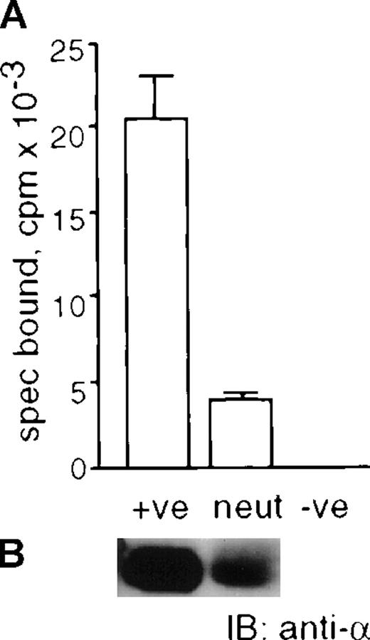 Fig. 5. Highly purified preparations of human neutrophils produce the soluble GM-CSF receptor. / 110 mL of supernatant conditioned overnight by freshly isolated human neutrophils (1 × 107 neutrophils/mL) were applied to a GM-CSF ligand affinity column and eluted fractions were pooled, dialyzed against distilled H2O lyophilized, and resuspended in 500 μL PBS. Panel A: 25 μL of the pooled sample was used in125I-GM-CSF solution phase binding assays in the absence or presence of a large excess of unlabeled GM-CSF. Specifically bound radioactivity (spec bound, cpm) was calculated by subtracting the precipitated radioactivity in the absence of unlabeled GM-CSF from that in the presence of unlabeled GM-CSF. Bars represent the mean and SEM of duplicate experiments. Panel B: 30 μL of the pooled sample was subjected to 10.5% SDS PAGE under reducing conditions and transferred to PVDF membrane. Immunoblotting was performed with anti-GMRα antibody 8G6. Positive control (+ve) was ligand affinity purified recombinant solGMRα. Negative control (-ve) was sham ligand affinity column eluate.