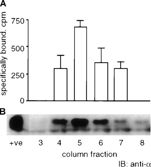Fig. 6. Relationship between receptor binding and immunologic signal. / Approximately 500 mL of supernatant conditioned by the human leukemic cell lines were subjected to a GM-CSF ligand affinity column and eluted fractions were volume reduced in centrifugal filtration cartridges. Panel A: 25 μL of each of the volume reduced fractions was used in125I-GM-CSF solution phase binding assays in the absence or presence of a large excess of unlabeled GM-CSF. Specifically bound radioactivity (spec bound, cpm) was calculated by subtracting the precipitated radioactivity in the absence of unlabeled GM-CSF from that in the presence of unlabeled GM-CSF. Bars represent the mean and SEM of duplicate experiments. Panel B: 30 μL of each of the volume reduced fractions was subjected to 10.5% SDS PAGE under reducing conditions and transferred to PVDF membrane. Immunoblotting was performed with anti-GMRα antibody 8G6. Positive control (+ve) was ligand affinity purified recombinant solGMRα. Shown are representative results for the U937 cell line.