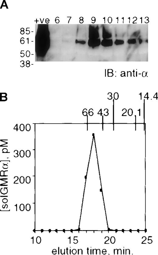 Fig. 8. Characterization of solGMR derived from human plasma. / 1 L plasma was applied to an anti-GMRα immunoaffinity column and eluted in 1 mL fractions. Panel A. 40 μL of each fraction was subjected to 10.5% SDS PAGE under reducing conditions and transferred to nitrocellulose. Immunoblotting was performed with biotinylated anti-GMRα antibody SCO4. The number of the fractions is shown above the figure. The position of the molecular weight markers is shown in kilodaltons. Panel B. Fraction 9 was volume reduced to 100 μL and loaded on a Superdex 75 10/30 gel filtration column. Fractions were collected at 1 minute intervals and analyzed in the solGMRα ELISA. The elution position of molecular weight markers is shown in kilodaltons above the graph.