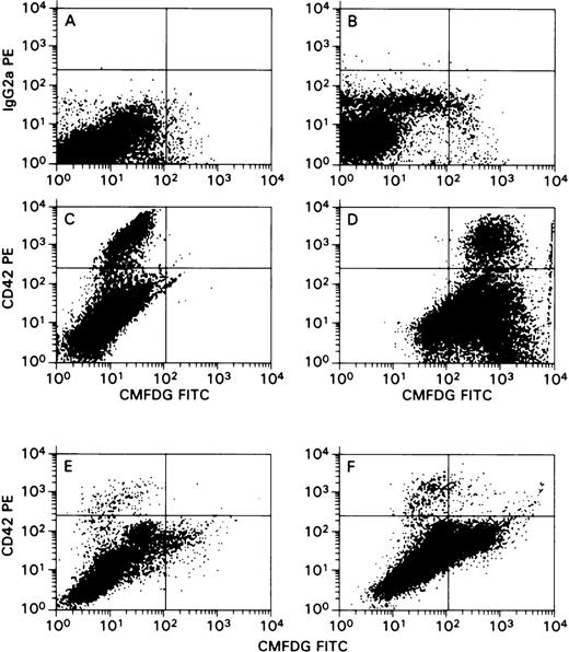 Fig. 4. Flow cytometric analysis of β-galactosidase expression in cells derived from thrombopoietin-stimulated CD34+cell cultures after infection with Towne/Lox2 strain of HCMV. / Cells cultured in the presence of TPO were directly subjected to flow cytometric analysis without magnetic bead purification step (as in Figure 3). In the side-versus-forward scatter histograms, gates (not shown) were set to exclude nonviable cells to decrease the background staining associated with dead cells. Log PE fluorescence intensity (CD42a or IgG2 for control) versus log FITC fluorescence intensity (FDG-FITC). (A-D) Staining results of HCMV infection of megakaryocytes generated in cultures of CD34+ cells challenged with HCMV on day 0. (A) Mock-infected cells, PE-conjugated IgG2 versus FDG-FITC. (B) HCMV-infected cells, PE-conjugated IgG2 versus FDG-FITC. (C) Mock-infected cells, PE-conjugated CD42a versus FDG-FITC. (D) HCMV-infected cells, PE-conjugated CD42a versus FDG-FITC. (E, F) Cultures challenged with HCMV after megakaryocytes appeared in the cultures. Numbers of CD42a+ cells were lower than those shown in panels C and D because of the higher number of nonviable cells excluded by gating. This effect was markedly pronounced in HCMV-infected cultures. (E) Mock-infected cells, PE-conjugated CD42a versus FDG-FITC. (F) HCMV-infected cells, PE-conjugated CD42a versus FDG-FITC.