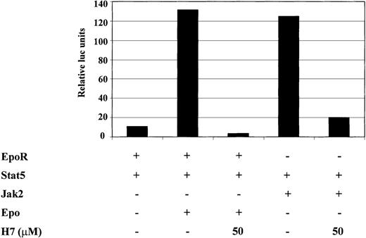 Fig. 5. H7 inhibits Jak2- and erythropoietin-induced activation of the Stat5-dependent reporter. / 293T cells were transfected with 1 μg Stat5-responsive SPI luciferase construct and 0.2 μg β-galactosidase, together with 0.25 μg erythropoietin (Epo)R expression vector, 0.5 μg Stat5 expression vector, and 1 μg Jak2 expression vector, as indicated. Where indicated, O/N-starved 293T cells were treated with IL-4 (10 ng/mL) or Epo (4 IU/mL) for 6 hours. H7 (50 μmol/L) was added either 30 minutes before cytokine stimulation or 20 hours before harvesting in Jak2-transfected cells. β-Galactosidase and luciferase values were measured, and luciferase values were normalized against β-galactosidase values. The experiment was repeated twice and yielded identical results.